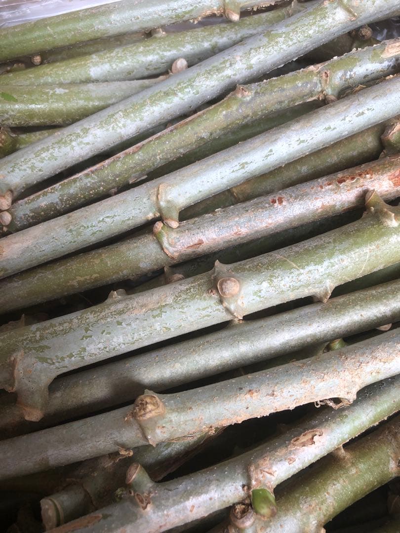キャッサバ挿し木(埋め木)200本 - メルカリ