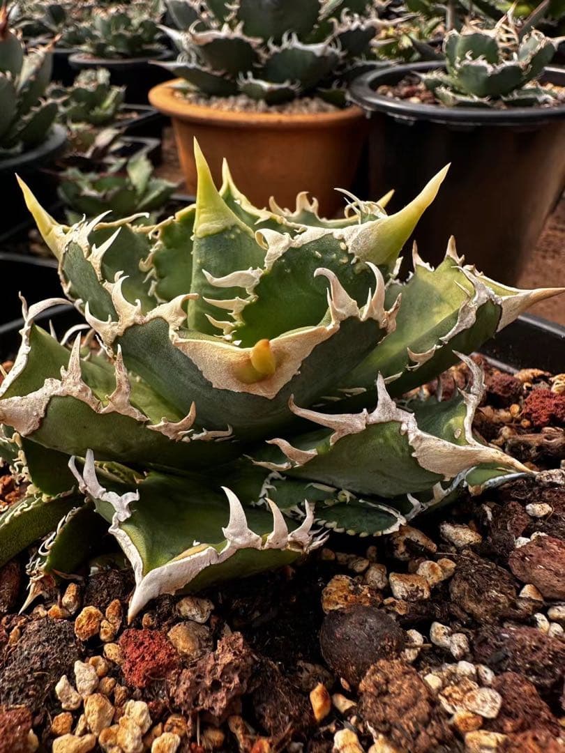 高級品種 多肉植物 アガベ チタノタ 大白鯊 ホオジロザメ 白豪刺 1株