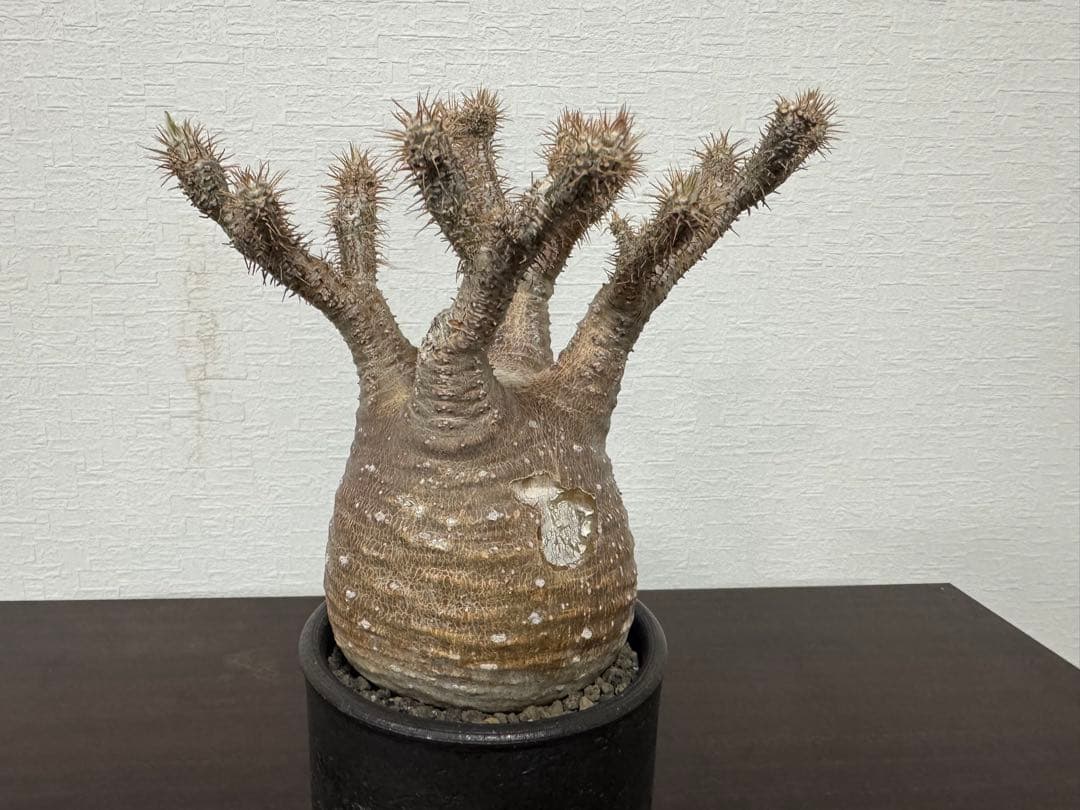 パキポディウム　グラキリス　⑦ 4年管理　　（検　アガベ　パキプス　チタノタ パキポディウム グラキリス ④ 4年管理 （検 アガベ パキプス チタノタ