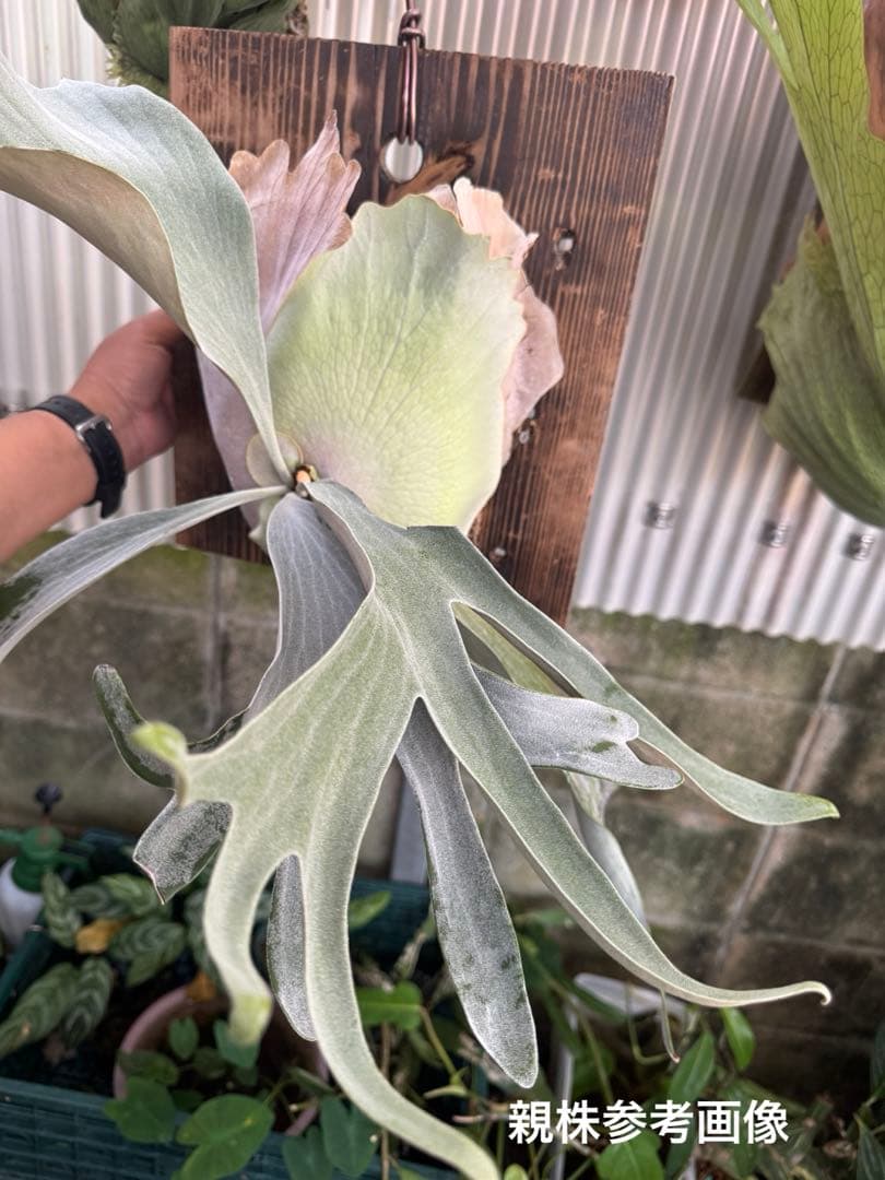 ビカクシダ オモ ホワイトラバー OMO white Lover - メルカリ