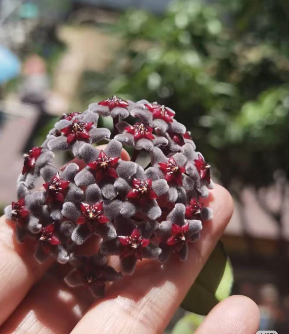 斑入り ホヤ プビカリクス ピンクシルバーゴースト サクララン カット