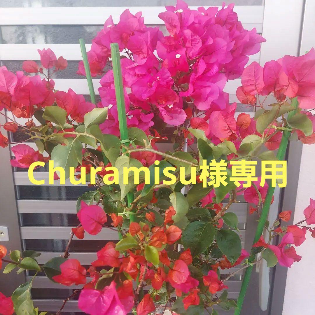 ブーゲンビリア No111 らくらくメルカリ便発送‼️ - メルカリ