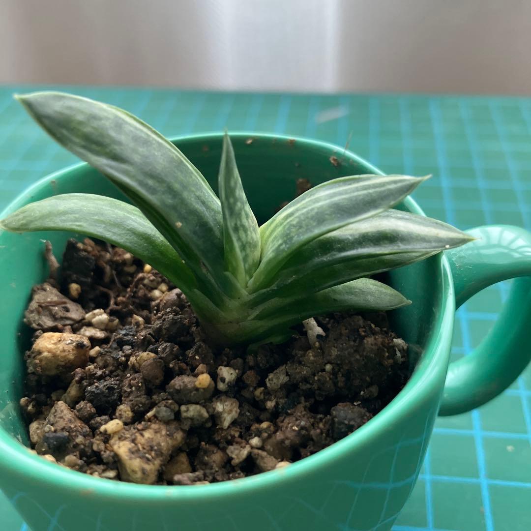 ガステリア 子宝錦 抜き苗 - メルカリ