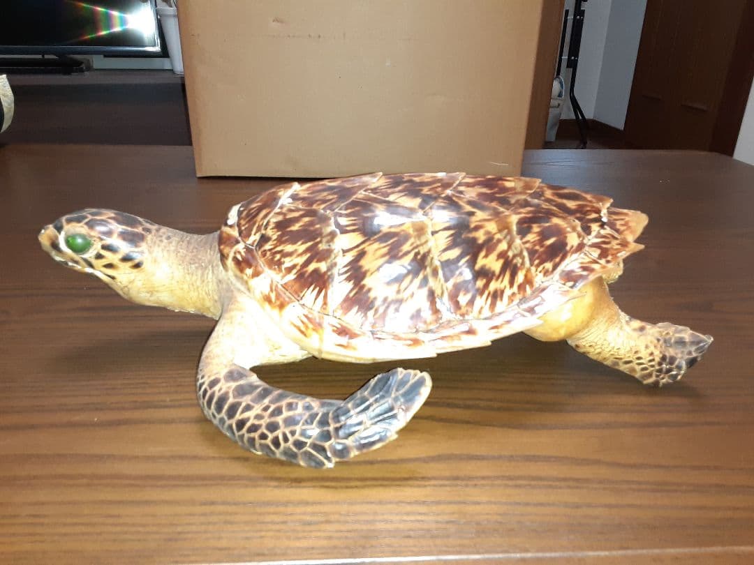 うみがめ剥製 国際希少野生動植物登録票有り - メルカリ