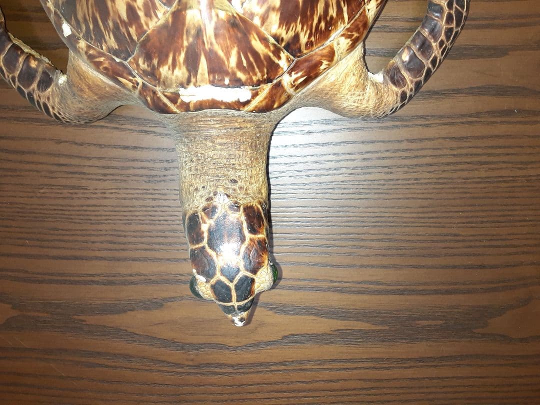 うみがめ剥製 国際希少野生動植物登録票有り - メルカリ