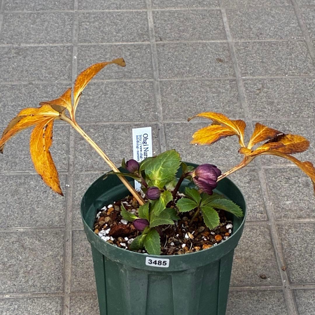 タ*ン様 3485☘️蕾花タグ付☘️極上☘️SD⭐️ダークミスティーク⭐️超小〜