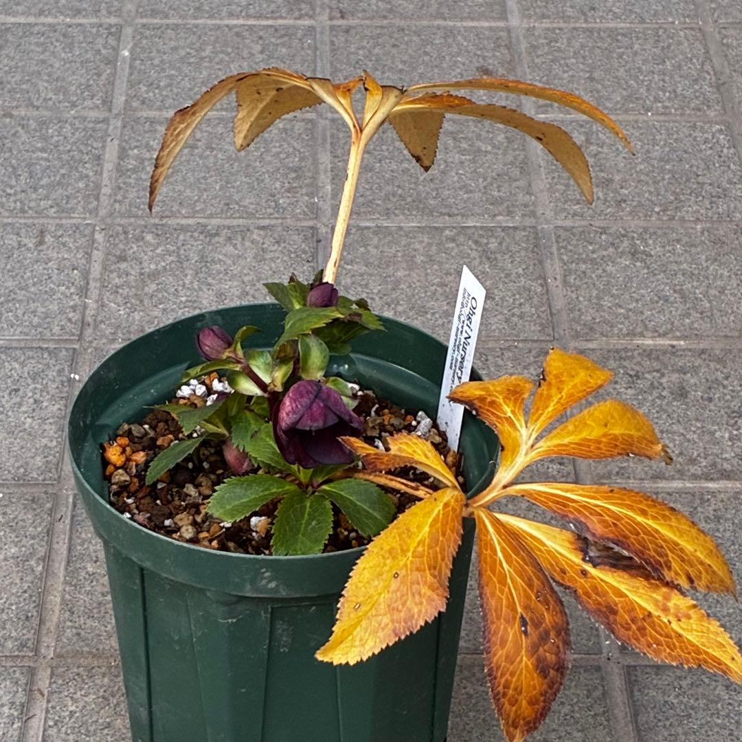 タ*ン様 3485☘️蕾花タグ付☘️極上☘️SD⭐️ダークミスティーク⭐️超小〜