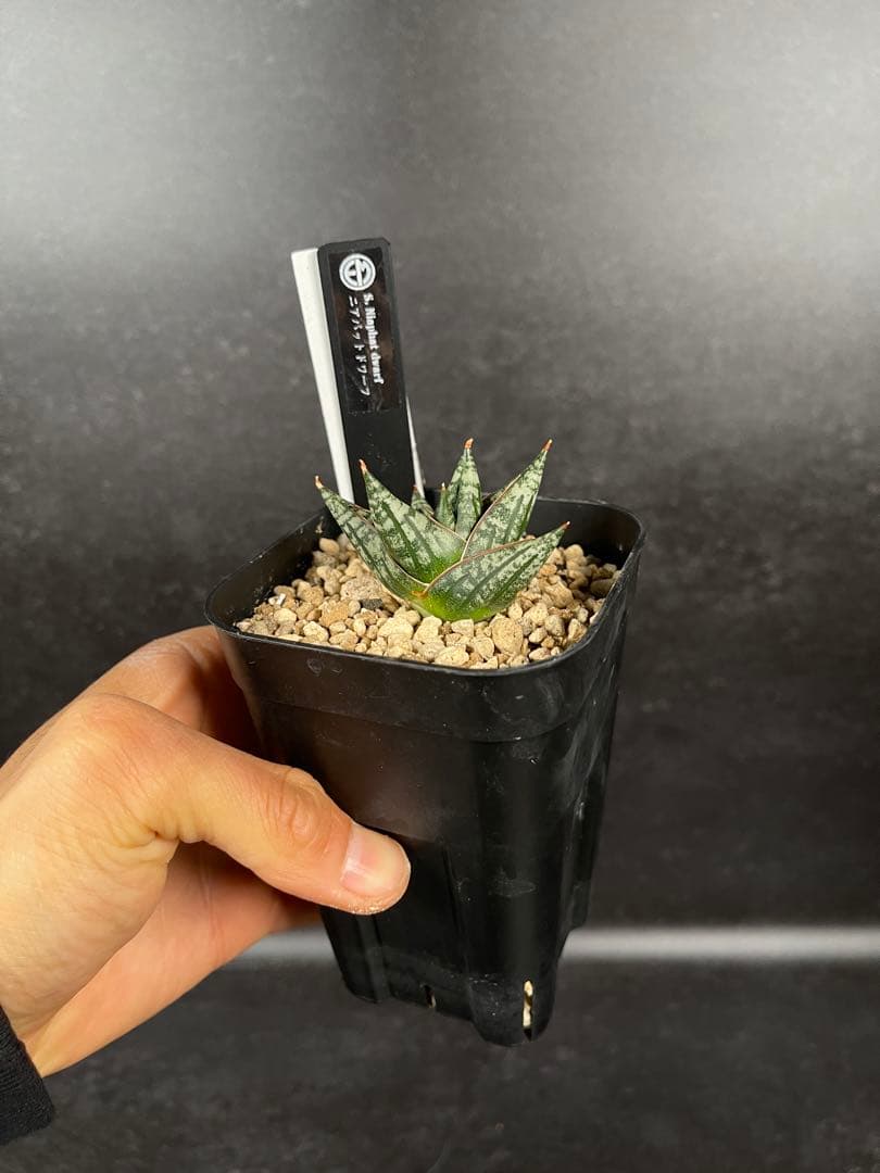 EMP サンセベリア ニアパット ドワーフ / 小型種 SA397