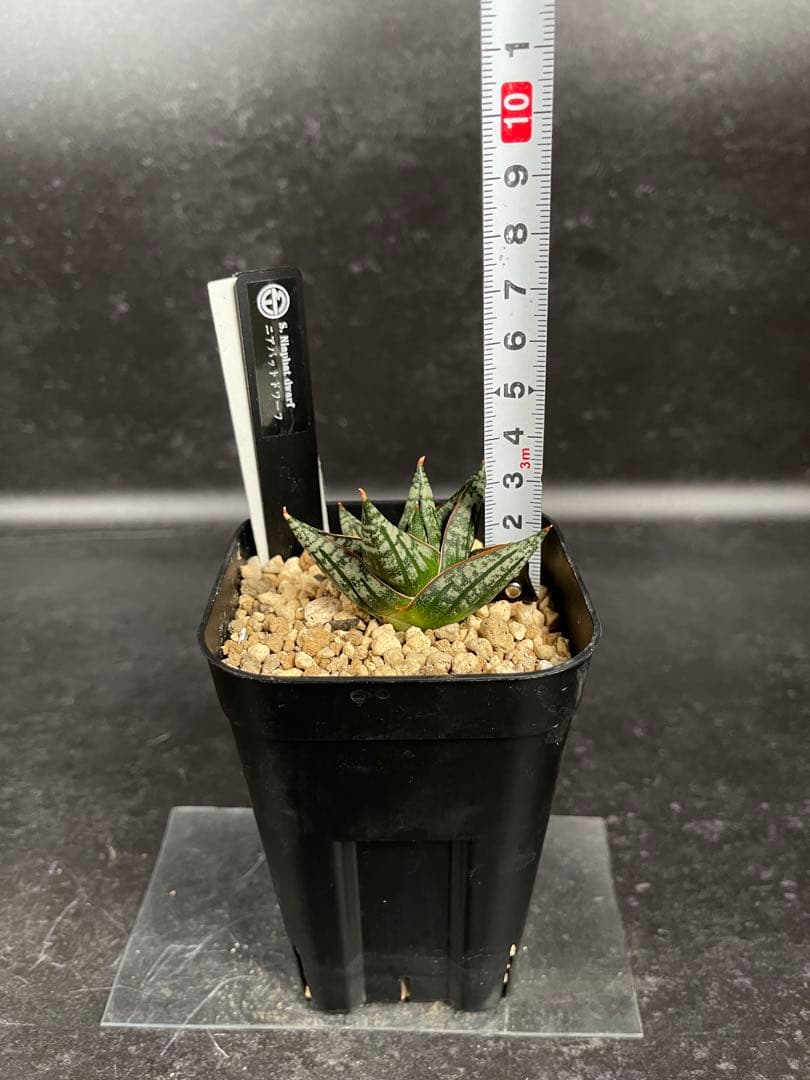 EMP サンセベリア ニアパット ドワーフ / 小型種 SA397