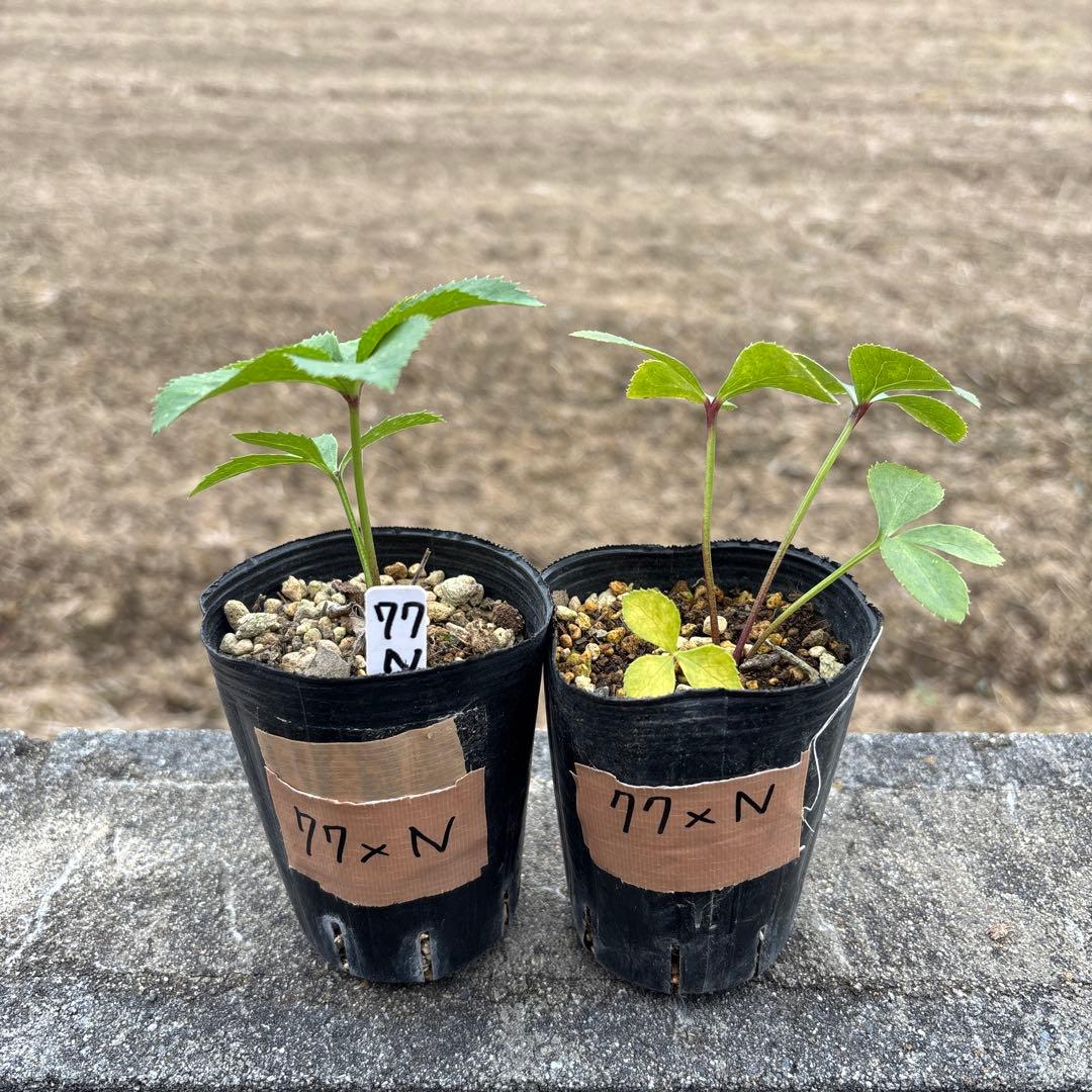 ブランド 品 通販フラワー・ガーデニング - ブラックマジック（整形