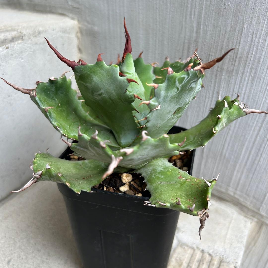 アガベ ハイブリッド スポーン × イシスメンシス スポイシ 胴切り天 発