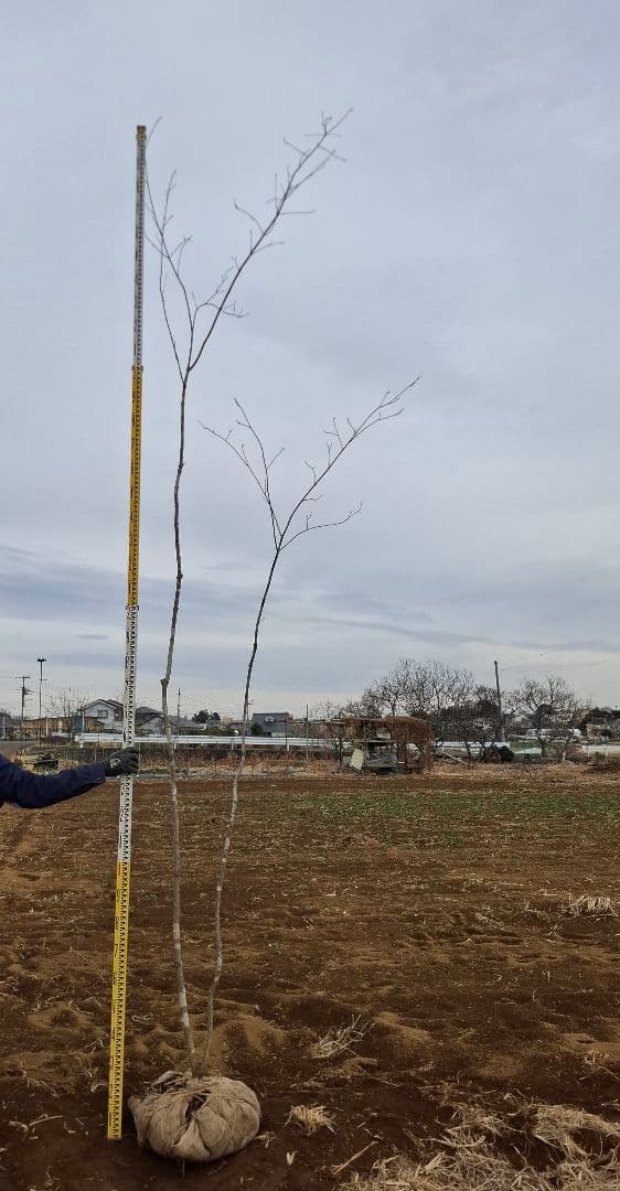 アオダモ 山彩り ーーアオハダ、モミジ、カエデーー - メルカリ