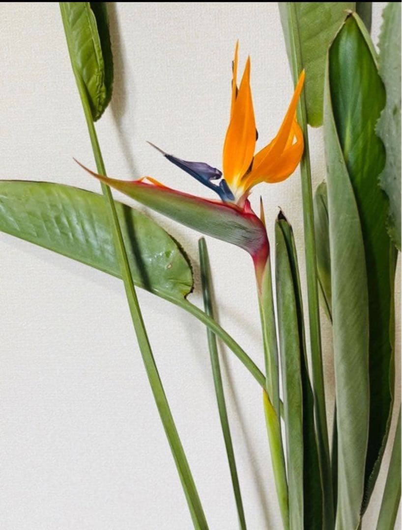 花芽付き 極楽鳥花 ストレリチア レギネ 苗 2株 - メルカリ