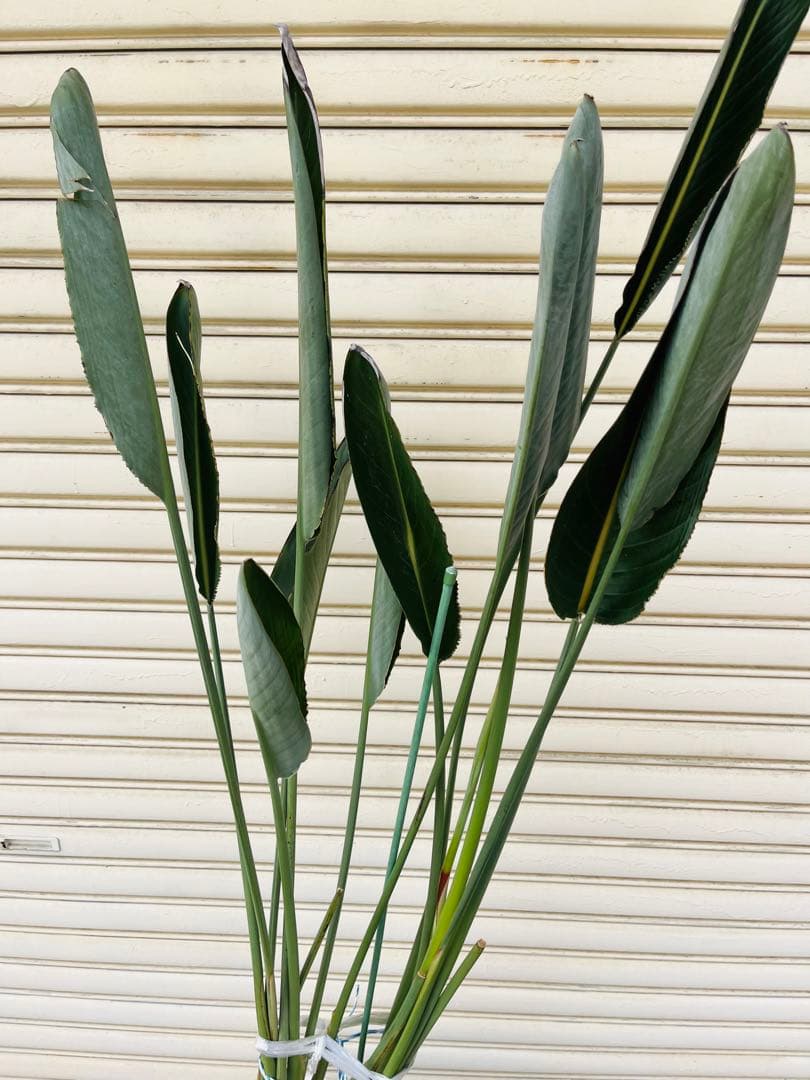 花芽付き 極楽鳥花 ストレリチア レギネ 苗 2株 - メルカリ