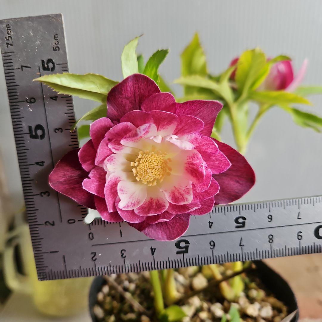 ㉖-691クリスマスローズ - メルカリ