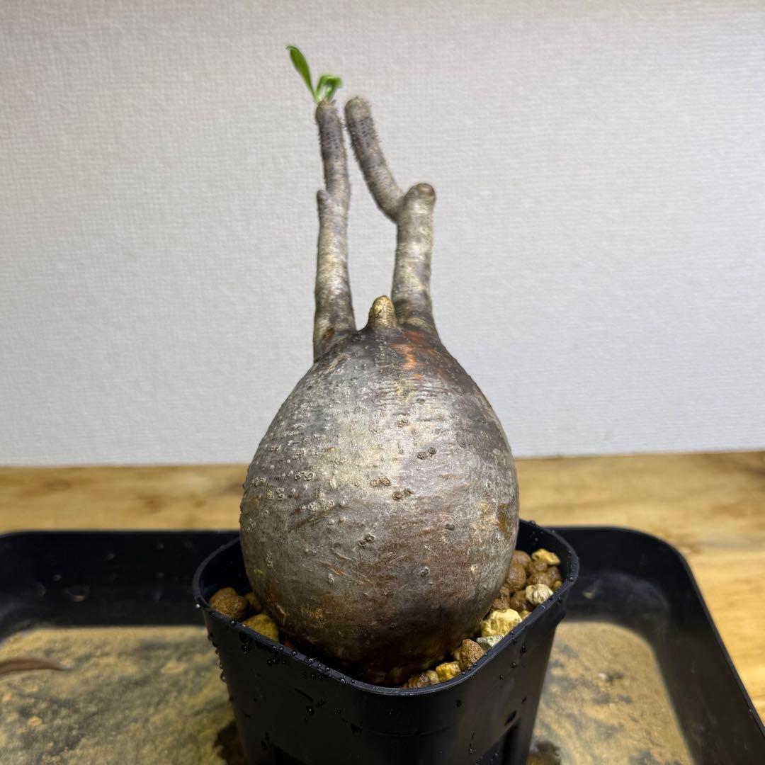 パキポディウム グラキリス 現地球 発根管理中 - メルカリ