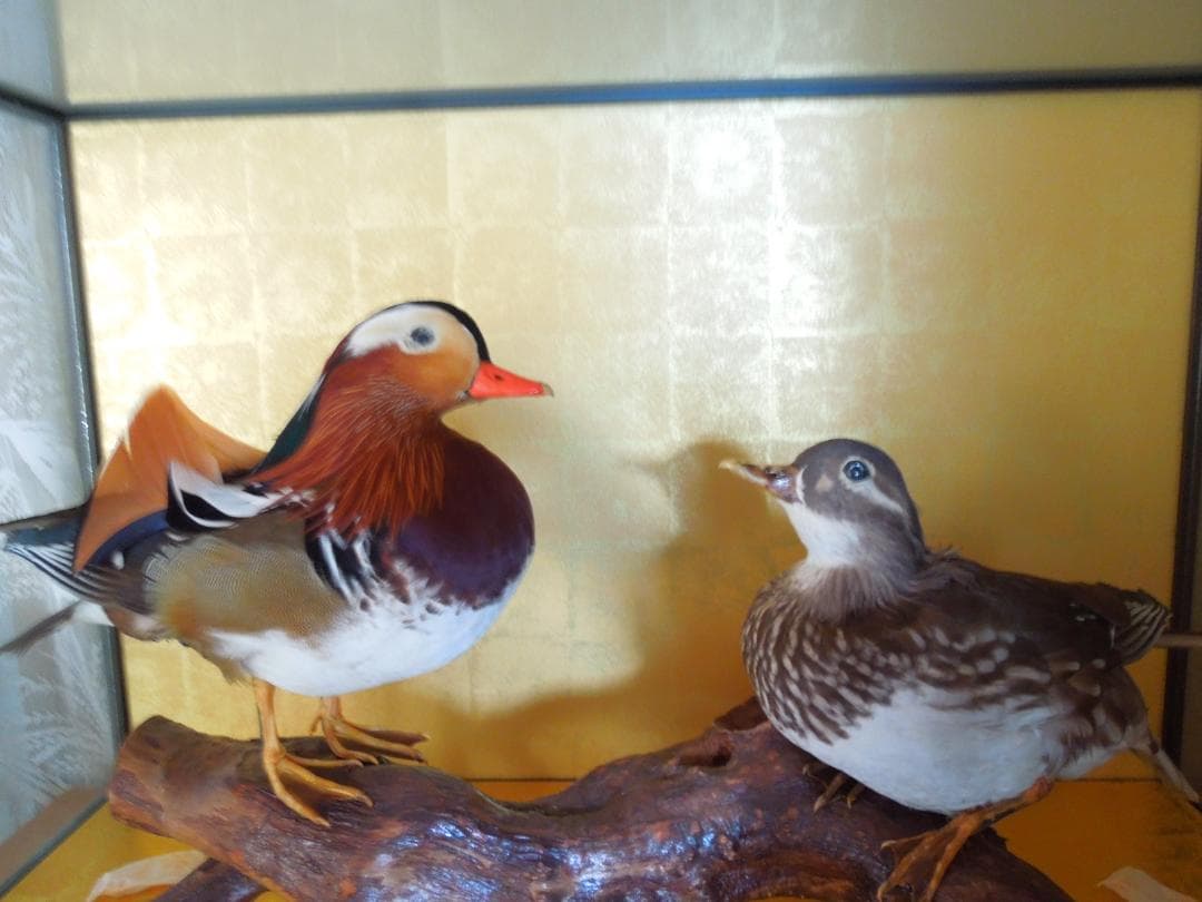 希少】おしどり剥製 オシドリ 鴛鴦 つがい - メルカリ