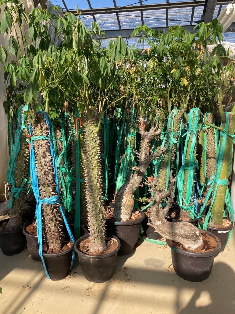 酔っ払いの木 トックリキワタ パラボラッチョ トゲトゲ 鑑賞樹木 塊根