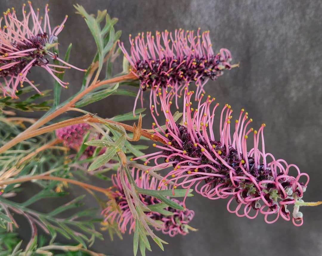 グレビレア ドローシーゴードン(ドーンパープル)7号鉢大株 グレビレア