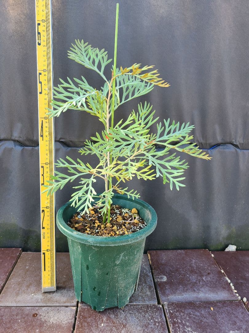 グレビレア ドローシーゴードン(ドーンパープル)7号鉢大株 グレビレア