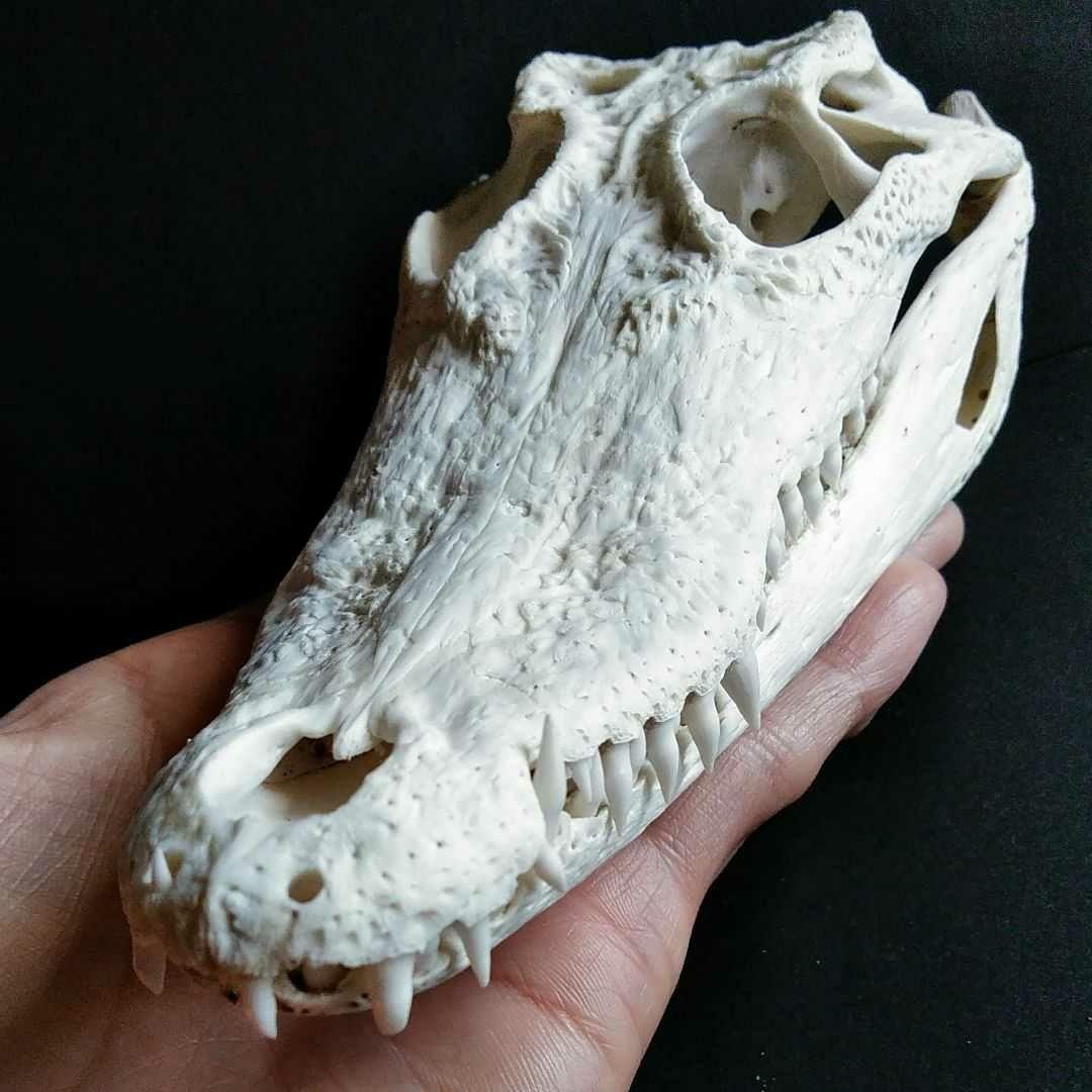 骨格 標本 ワニ 頭骨 クロコダイル シャムワニ - メルカリ