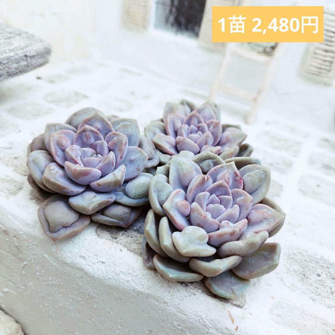 デーモンレルム◎多肉植物 カット苗 韓国苗 エケベリア等 - メルカリ