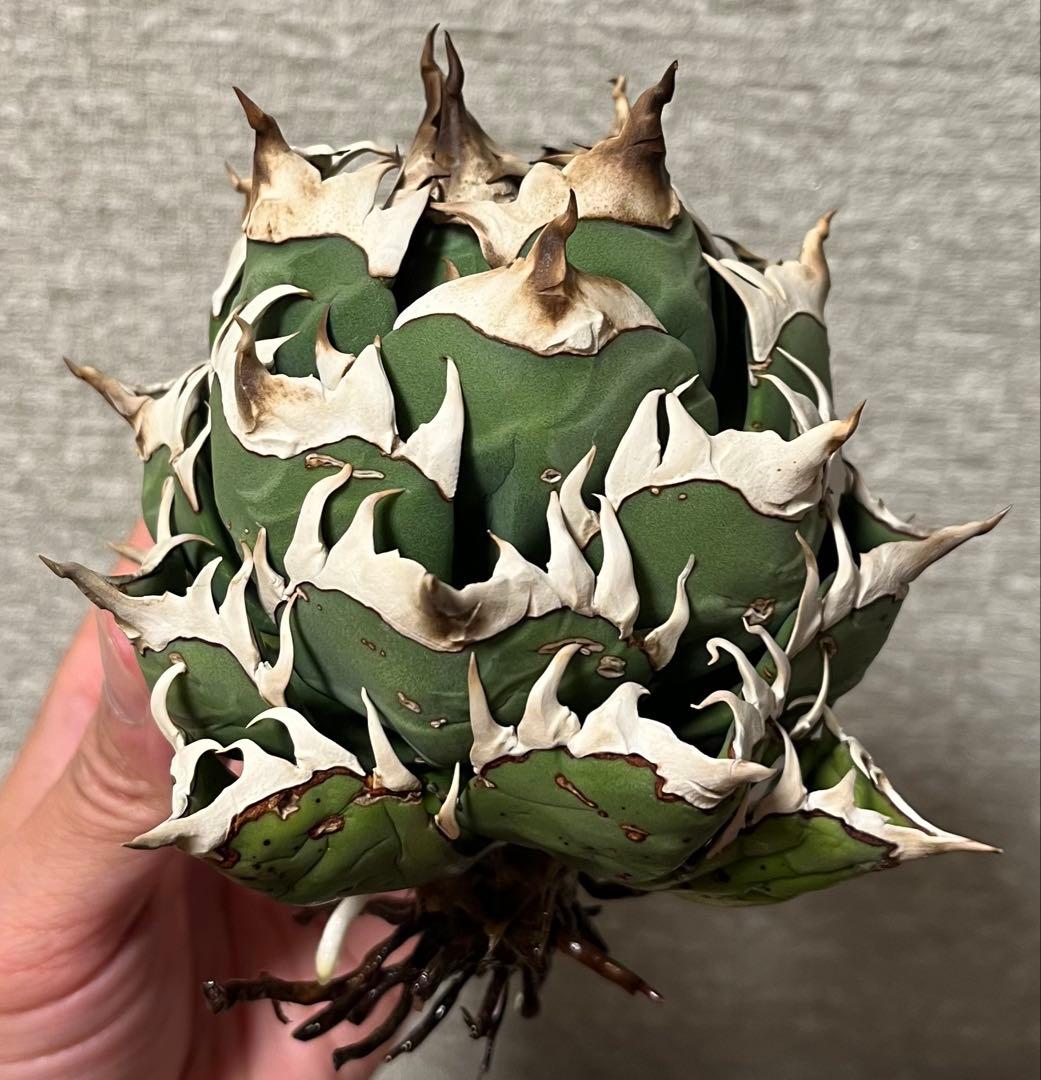 値下げ】コレクション株 レッドキャットウィーズル ボールタイプ 極上