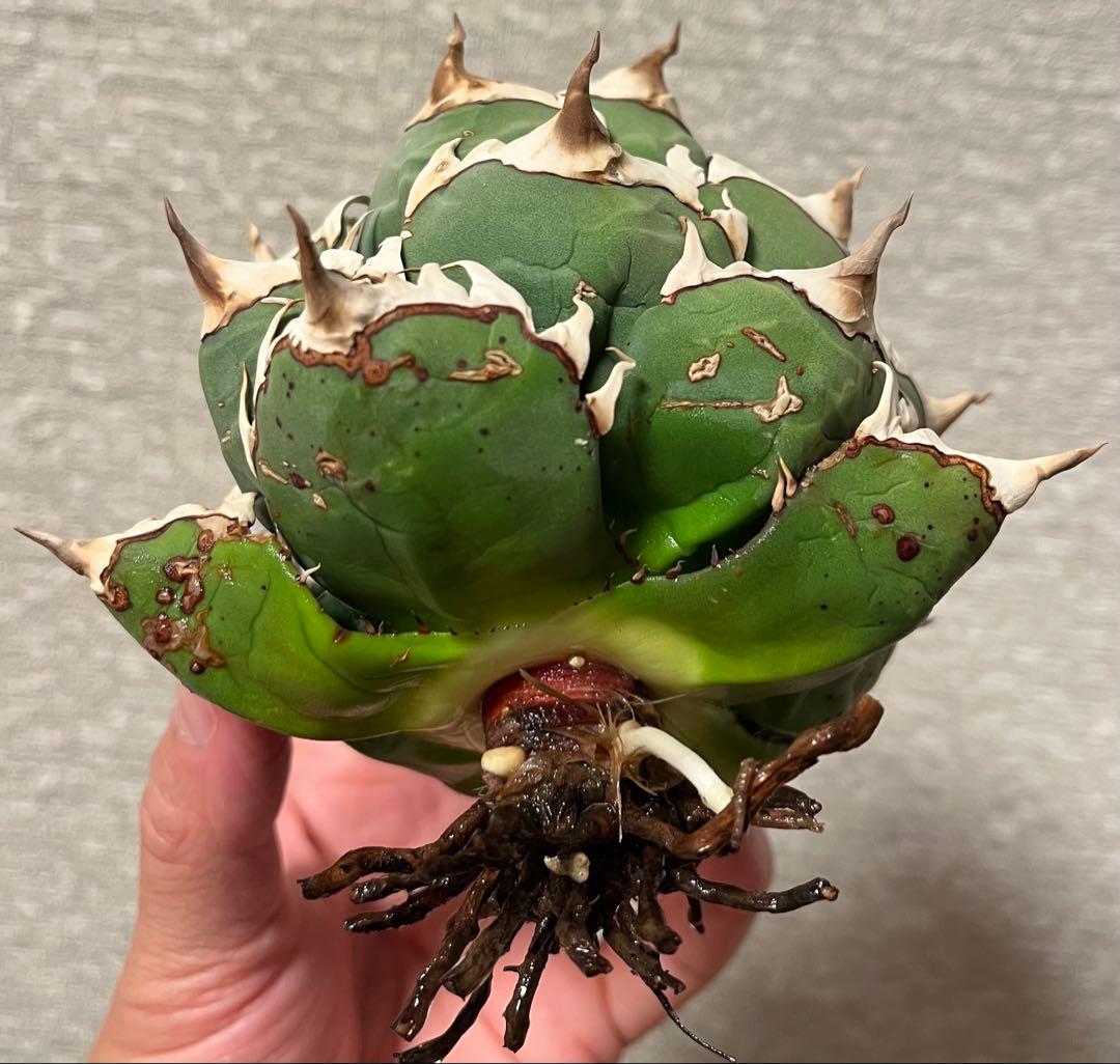 値下げ】コレクション株 レッドキャットウィーズル ボールタイプ 極上