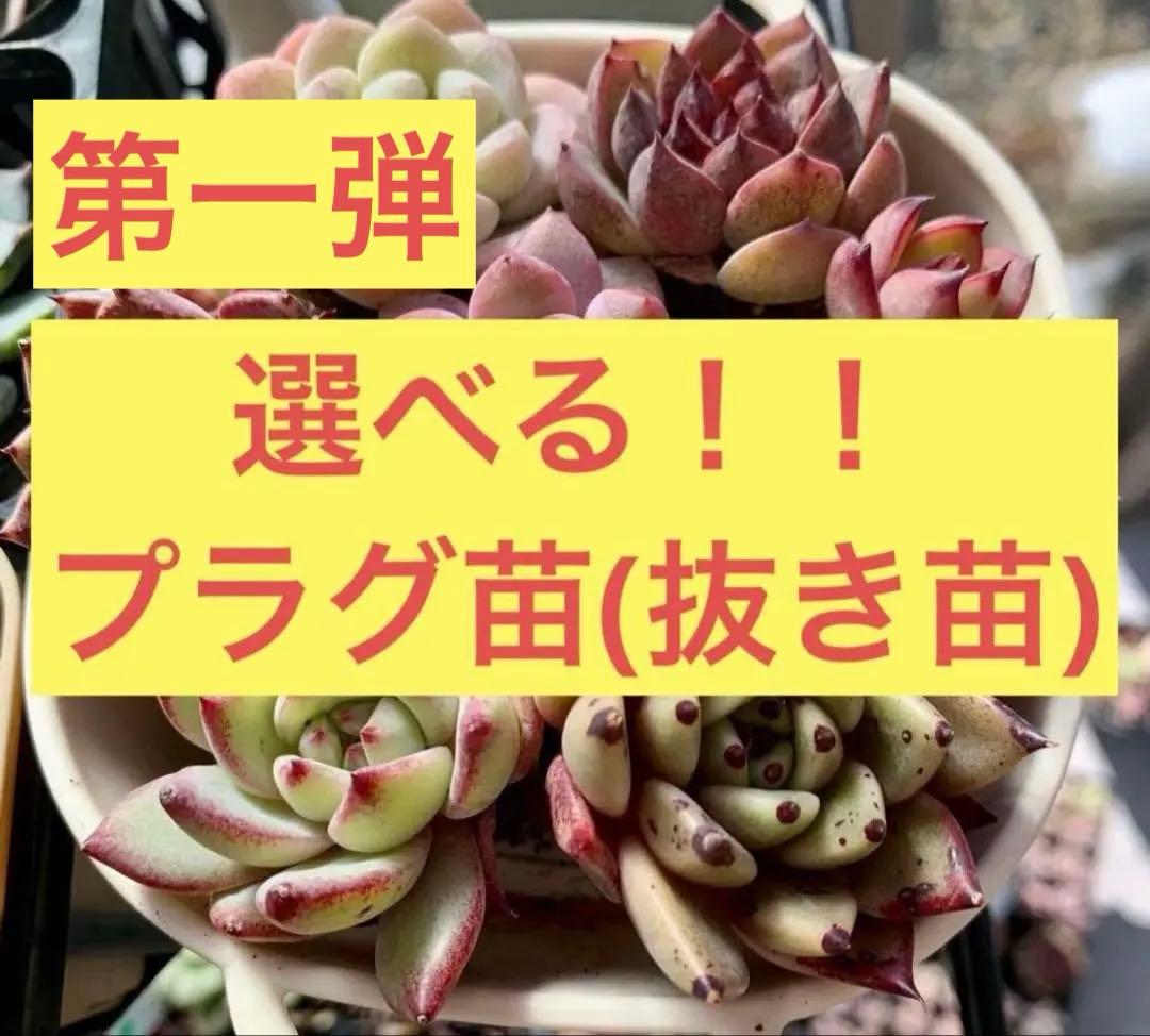 選べる！！プラグ苗(抜き苗) 多肉植物 ランダム発送 - メルカリ