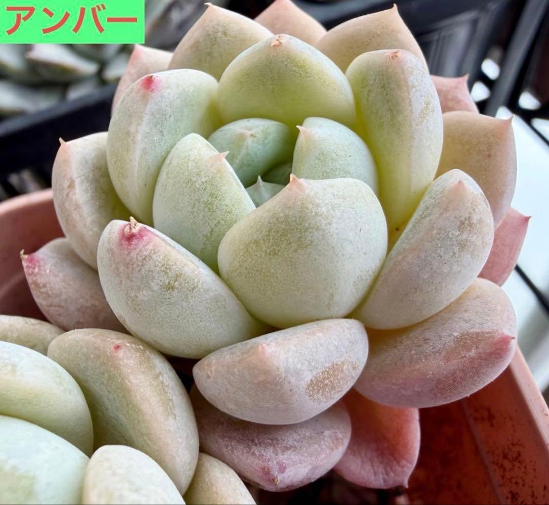 選べる！！プラグ苗(抜き苗) 多肉植物 ランダム発送 - メルカリ