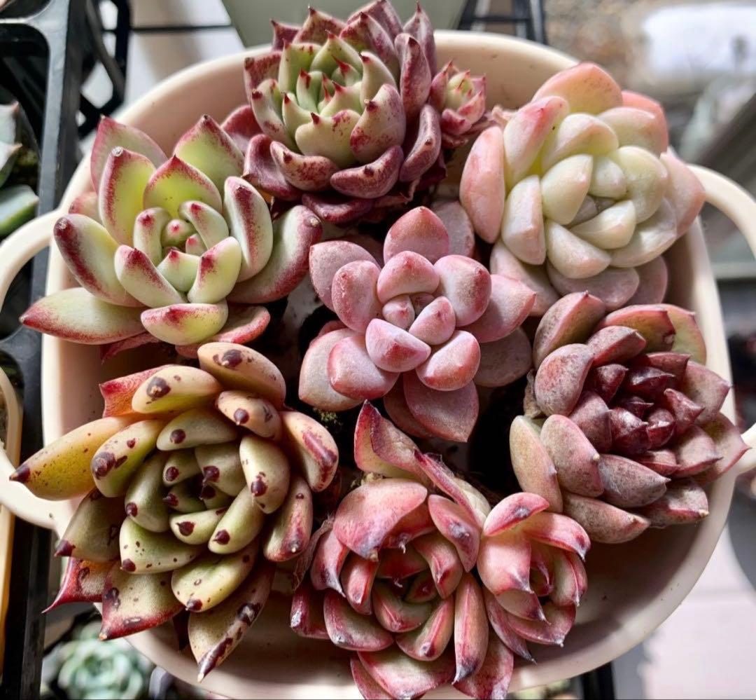 選べる！！プラグ苗(抜き苗) 多肉植物 ランダム発送 - メルカリ