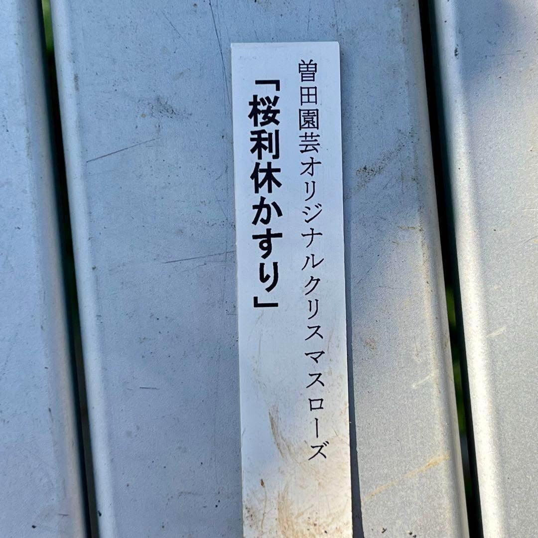 清*子様 ☘️蕾☘️タグ付き☘️根充実❤️沢山新芽元気株❤️666⭐️極上⭐️最