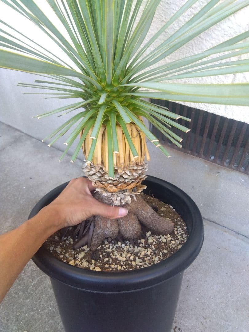 ユッカ ロストラータ 10号鉢つき 根上がり❗