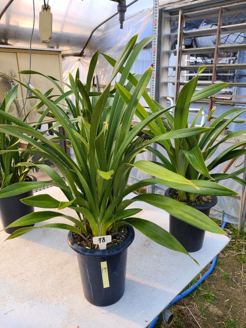 フォアゴットンフルーツ。花芽合計17個。5鉢セット。蜜蜂誘引蘭