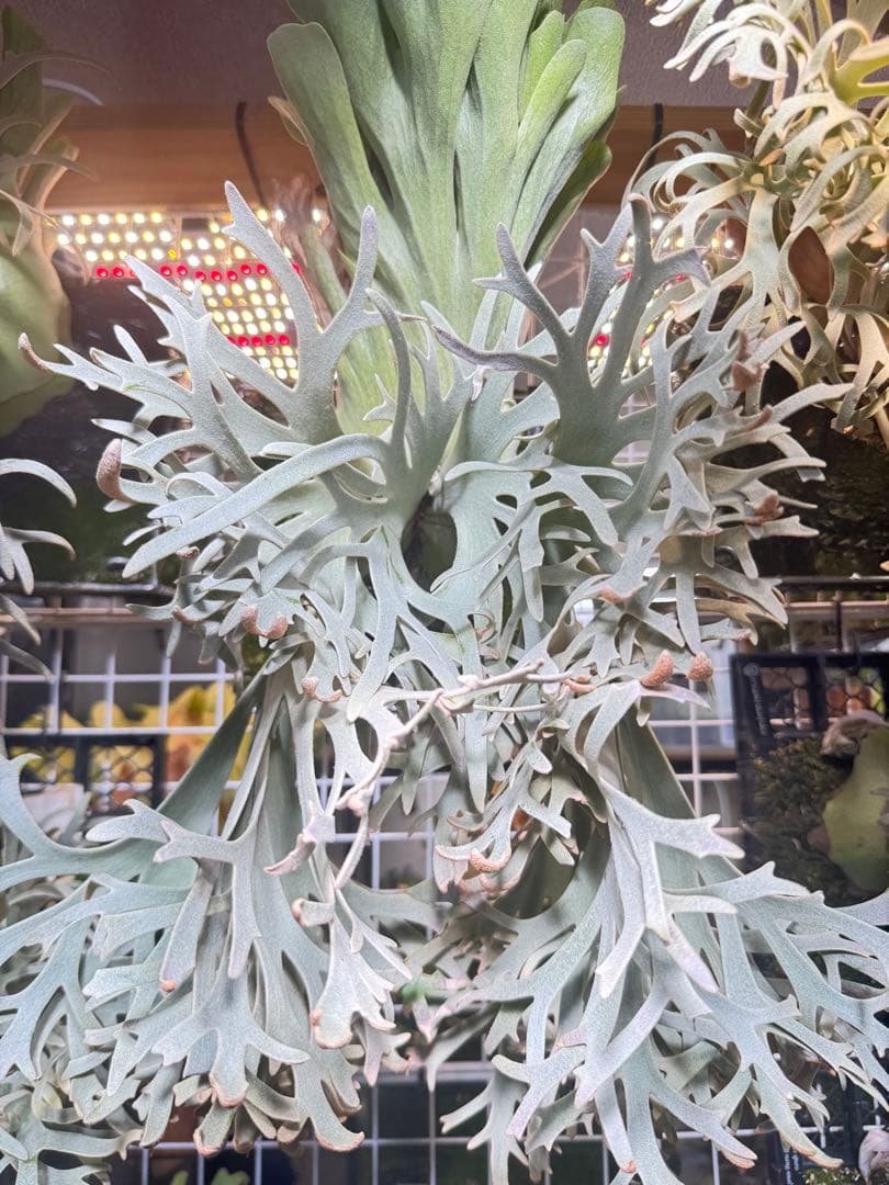 胞子 willinckii cv 伊右衛門 ビカクシダ