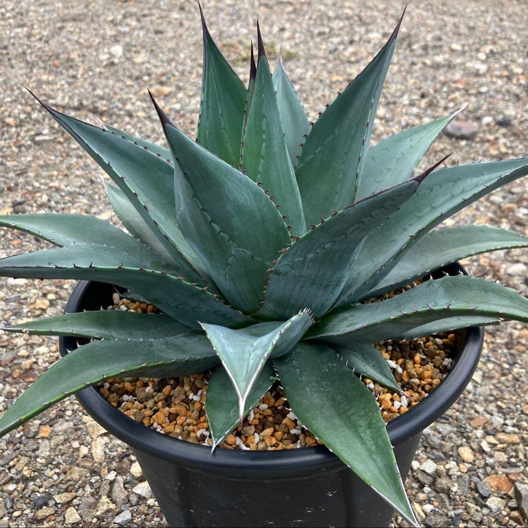 アガベ ショータイム オバティフォリアx笹の雪 ハイブリッド - メルカリ