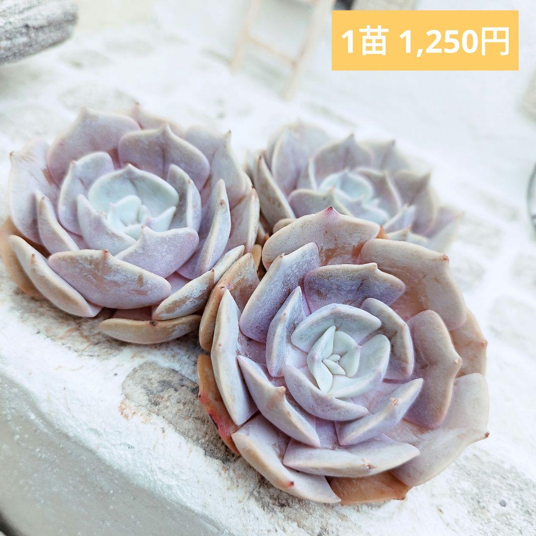 フラックス◎多肉植物 カット苗 韓国苗 エケベリア等 - メルカリ