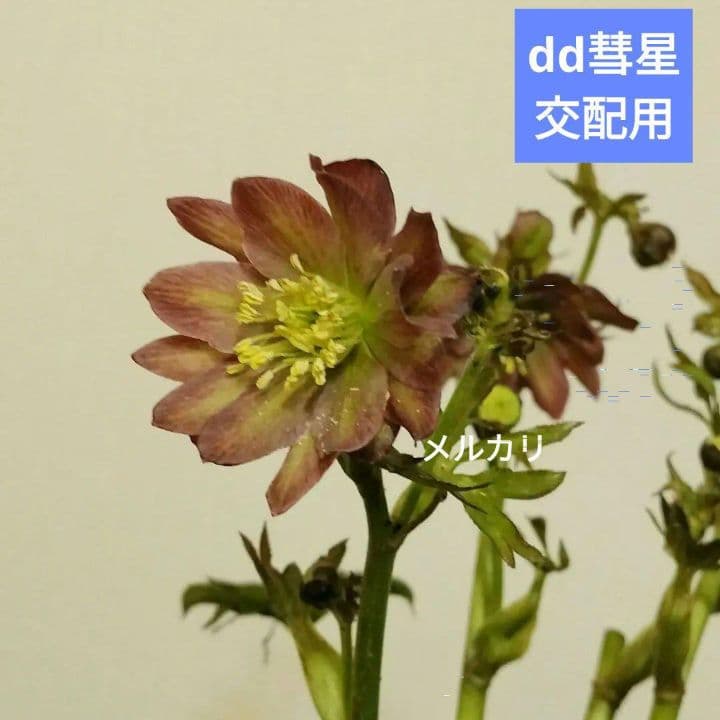 クリスマスローズ 彗星 花粉 5本 宿根草 苗 鉢 バラ - メルカリ