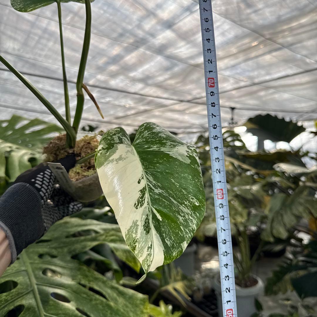 XQ8 モンステラ ボルギシアナ アルボ ホワイトタイガー白斑 健康カット