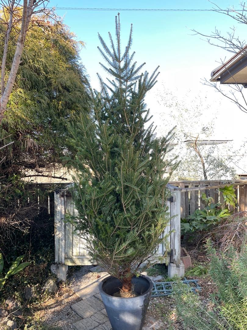 庭木　もみの木　ウラジロモミノキ　樹高約２８０センチ　引取り歓迎　久喜市　配達可 もみの木 (ウラジロモミ) 樹高1.2m前後 (根鉢含まず)単品 本物の