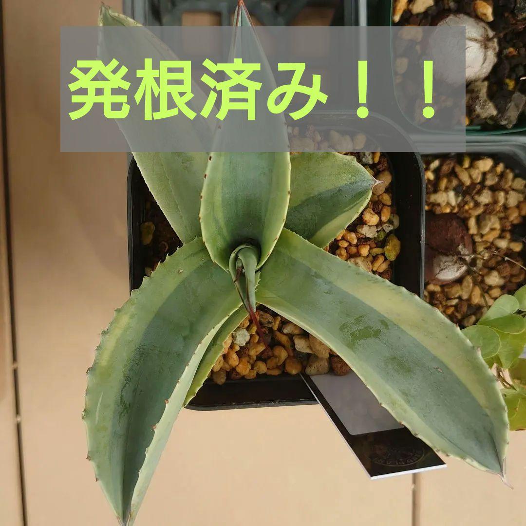 発根済み！！】オバティフォリア オルカ 鉢ごと発送 - メルカリ