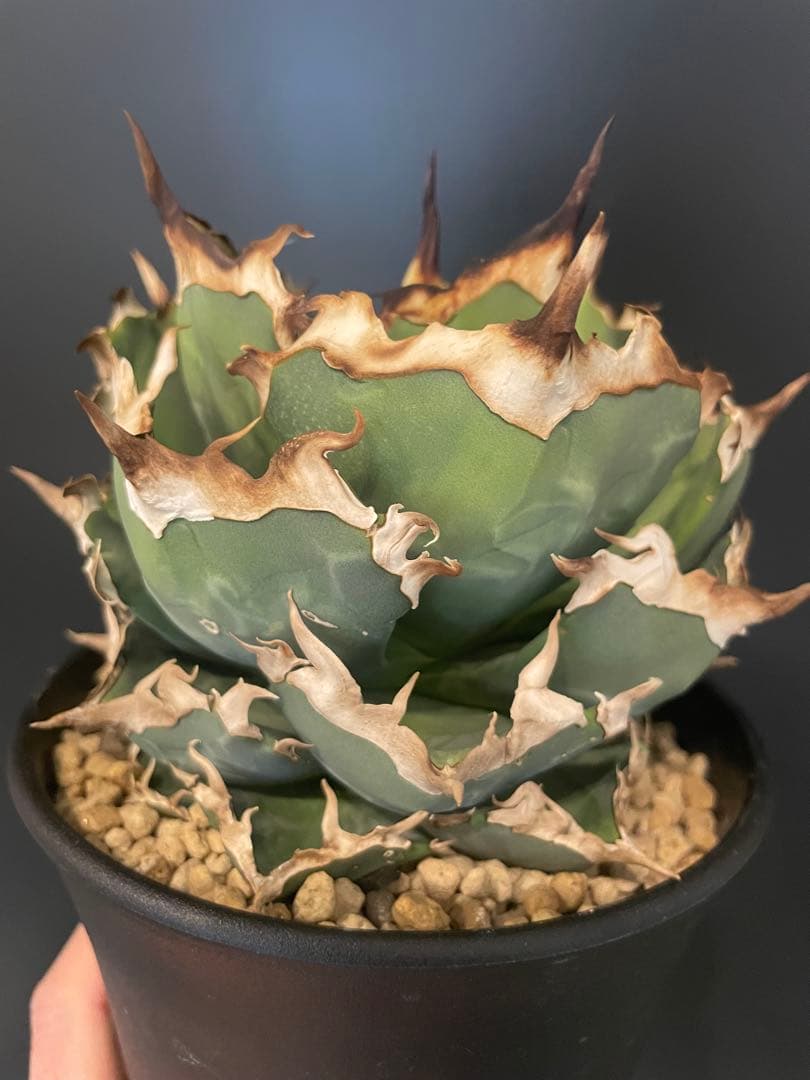 アガベ チタノタ 螃蟹 大株4.5号鉢 鉢ごと発送 - メルカリ