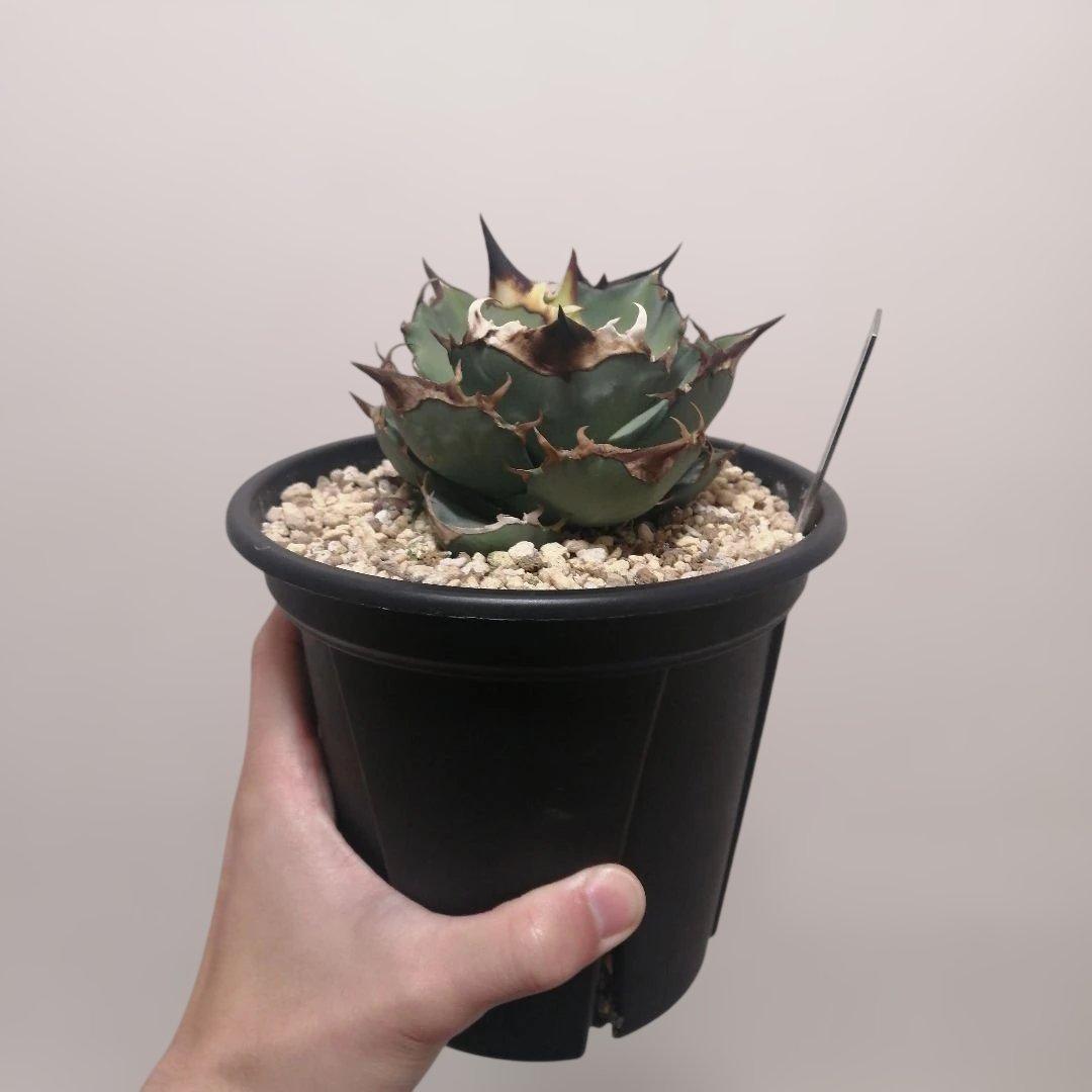 アガベチタノタ　トリケラトプス アガベ チタノタ 