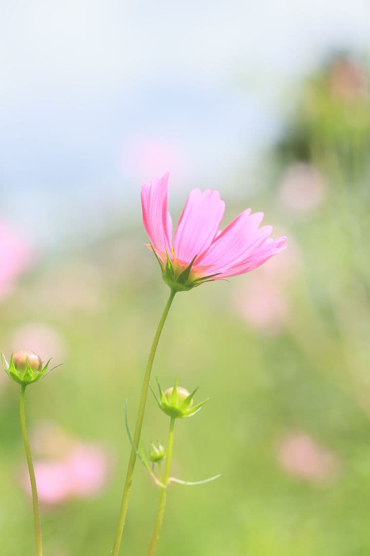 《銘玉》TAMRON SP 90mm F2.5 52BB 【光学美品】