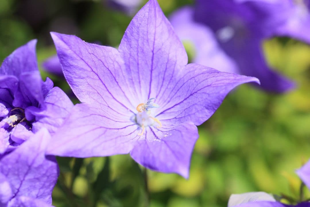 《銘玉》TAMRON SP 90mm F2.5 52BB 【光学美品】