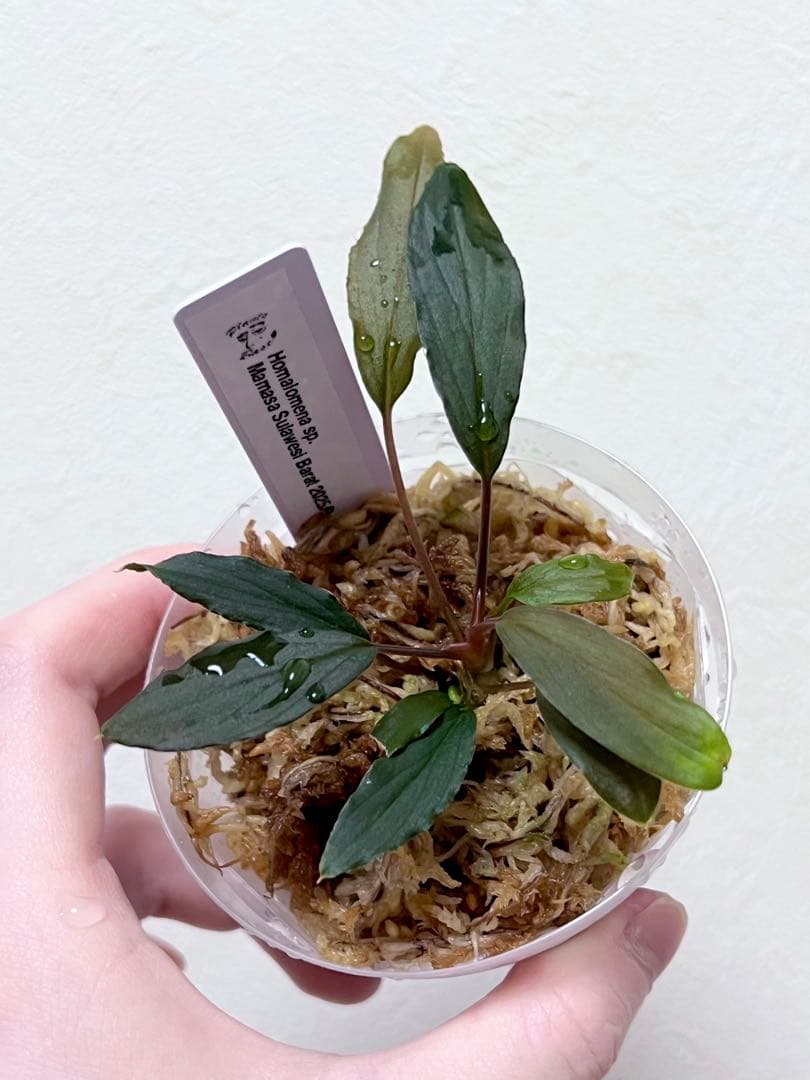 homalomena sp. Mamasa Sulawesi Barat - メルカリ