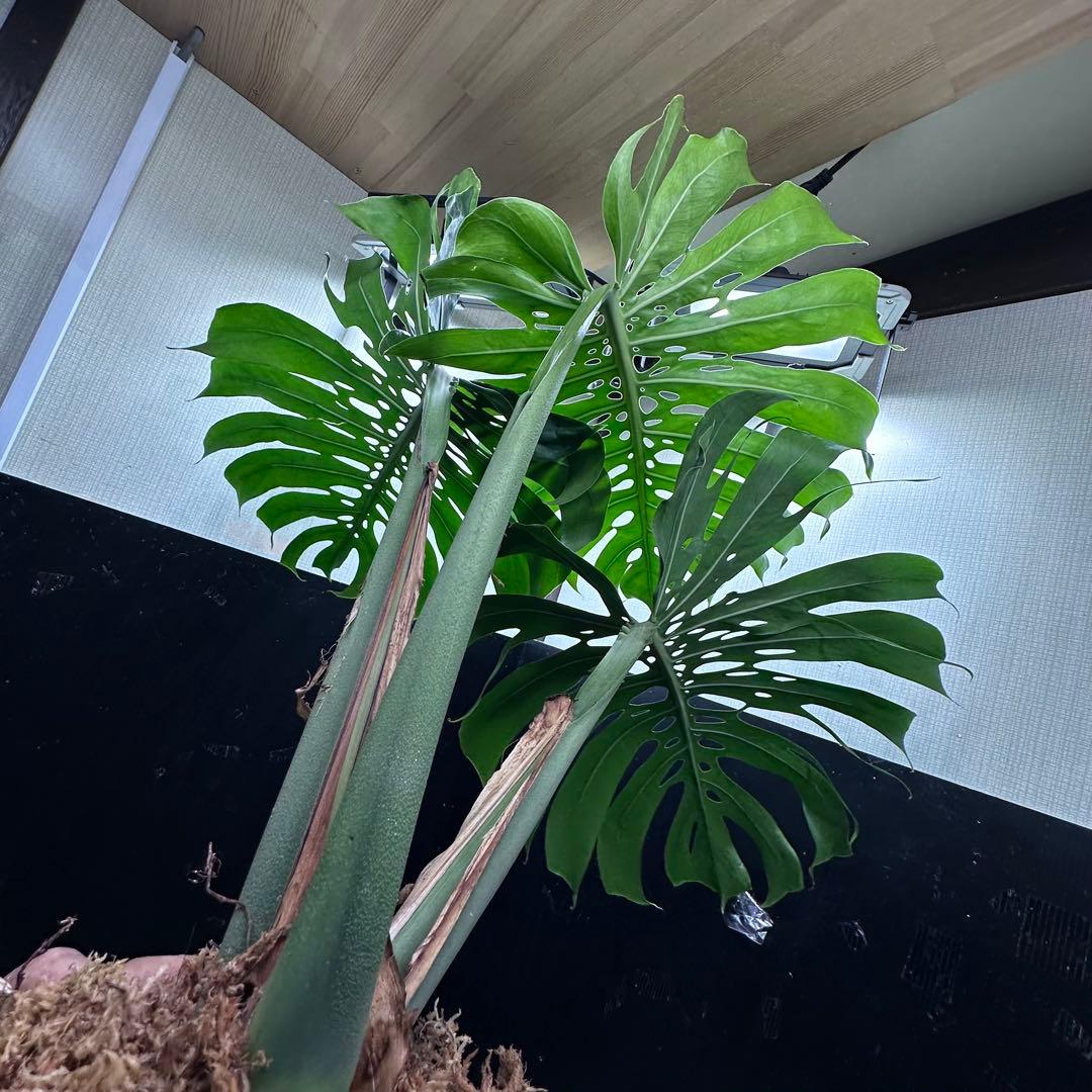 モンステラデリシオーサマクロコズム超希少系統鉢植え77㎝ - メルカリ