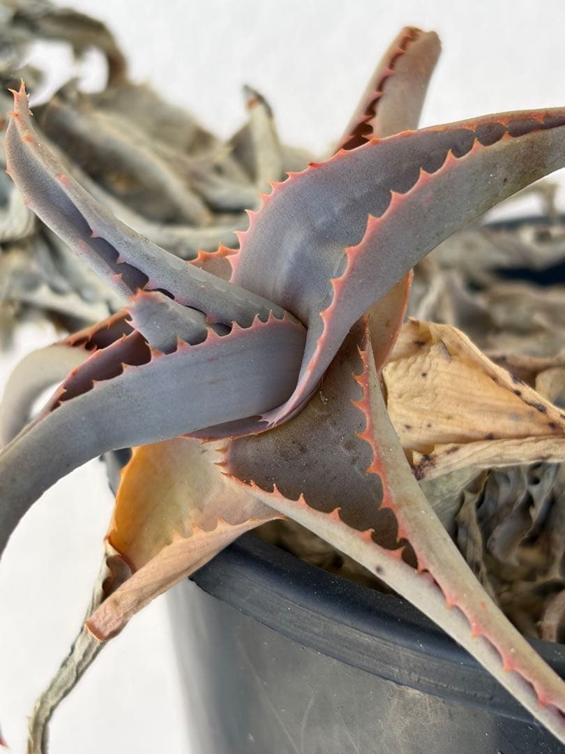 aloe castilloniae × viguieri 子株 - メルカリ