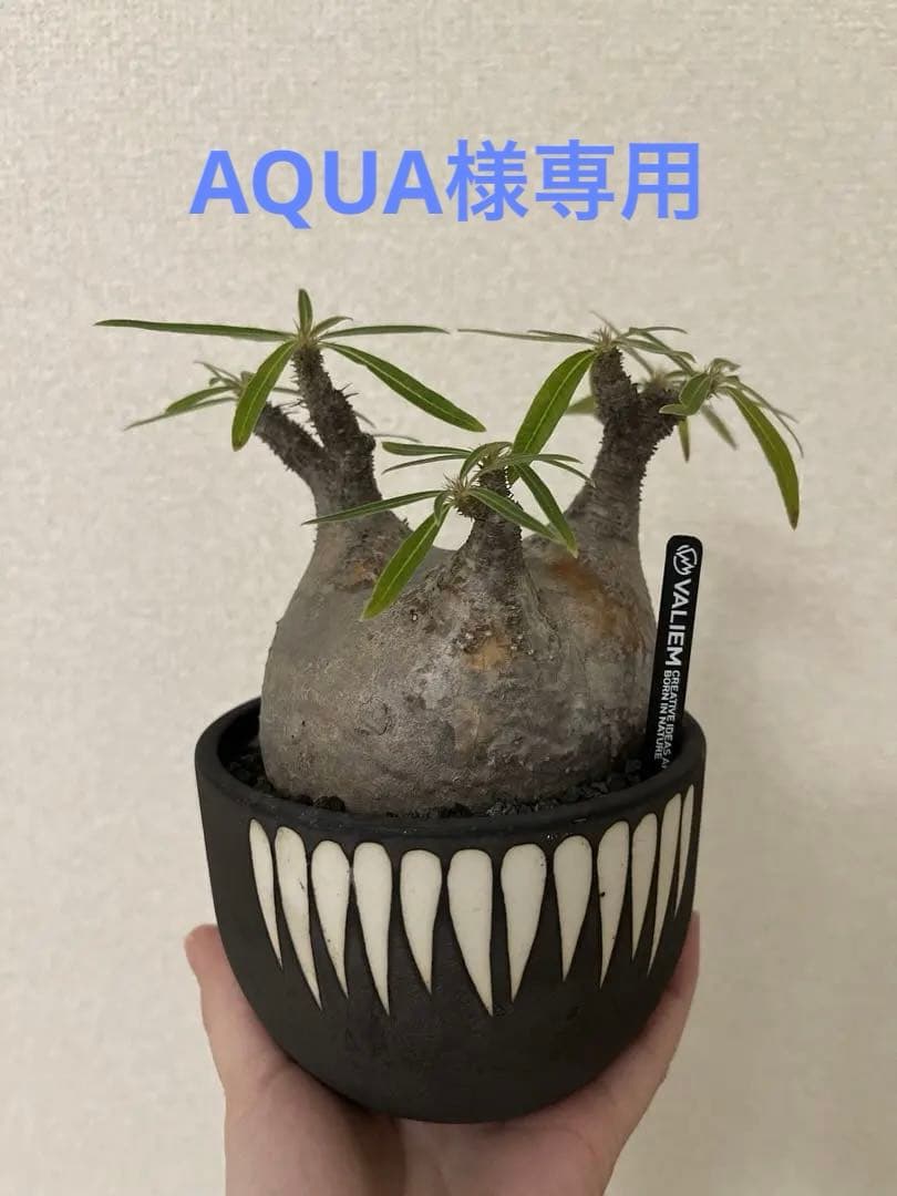 グラキリス現地球 valiem鉢セット VALIEM鉢→Opus鉢】現地球パキポディウム・グラキリスの植替え｜BOTANILIFE