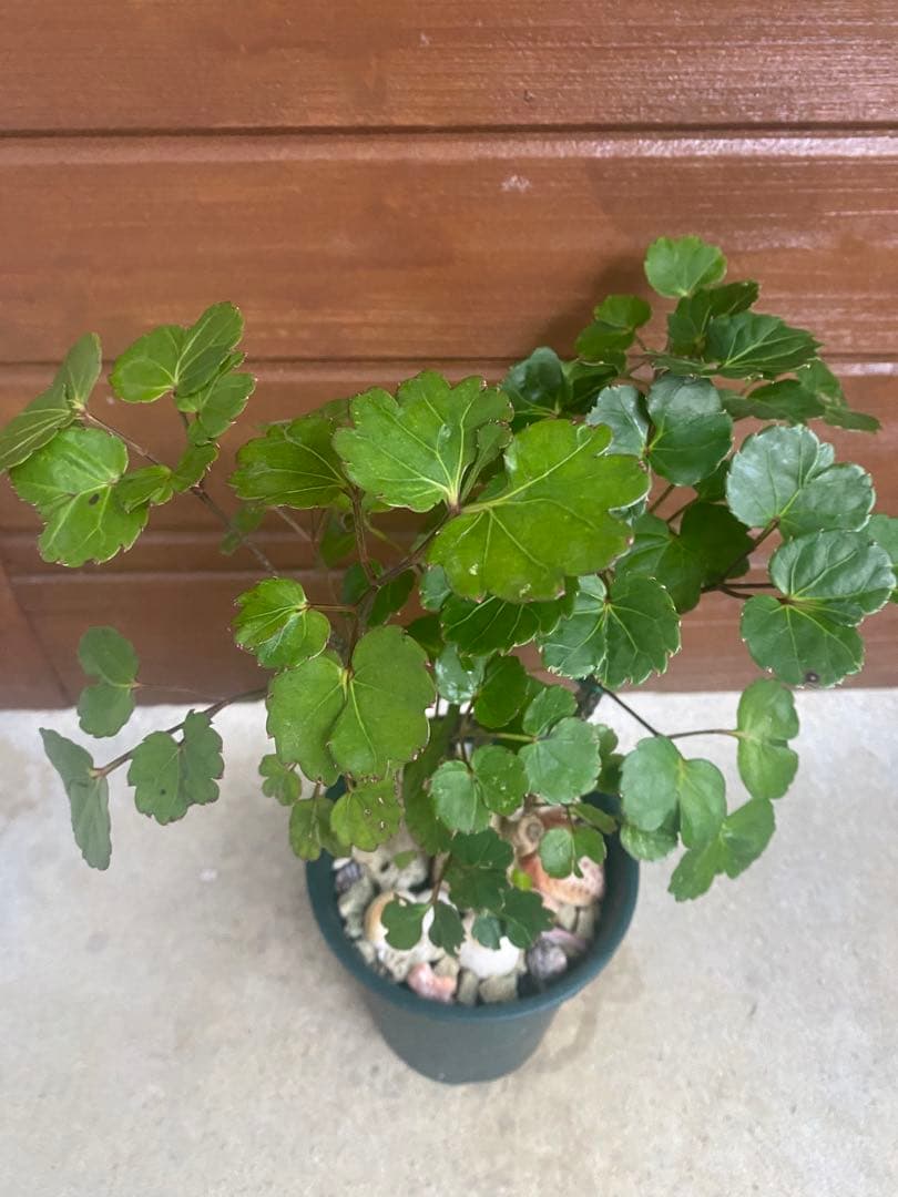 ◇ポリシャス26-018◇プラ鉢植え◇写真現物をそのままお届けします